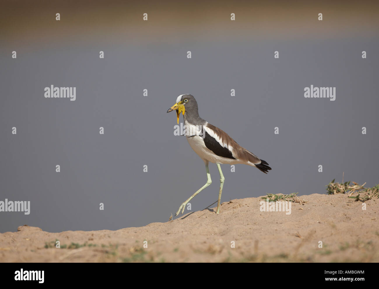 WhiteCrowned Lapwing (plover) (Vanellus albiceps Stock Photo Alamy