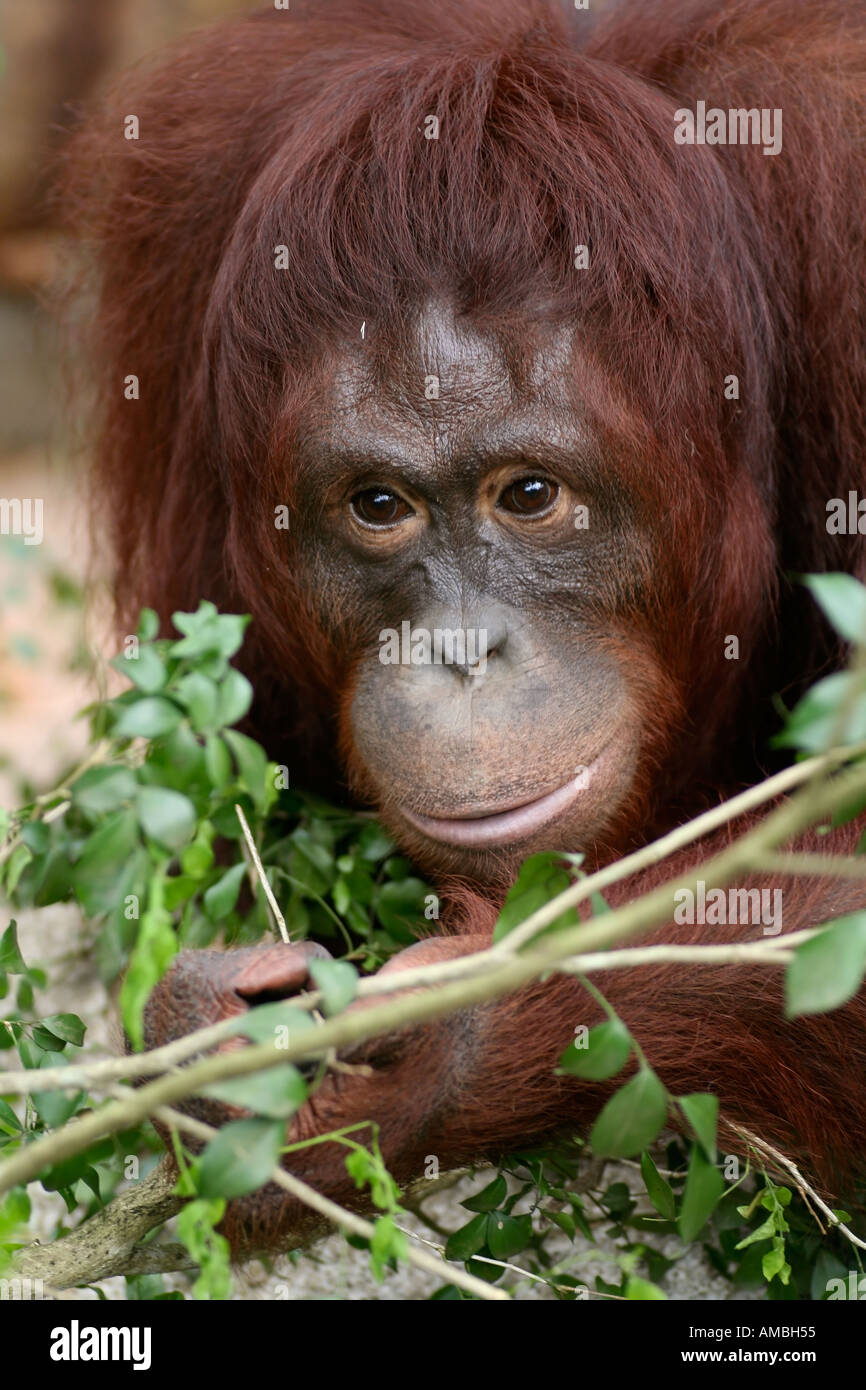 Orang Utan female Stock Photo