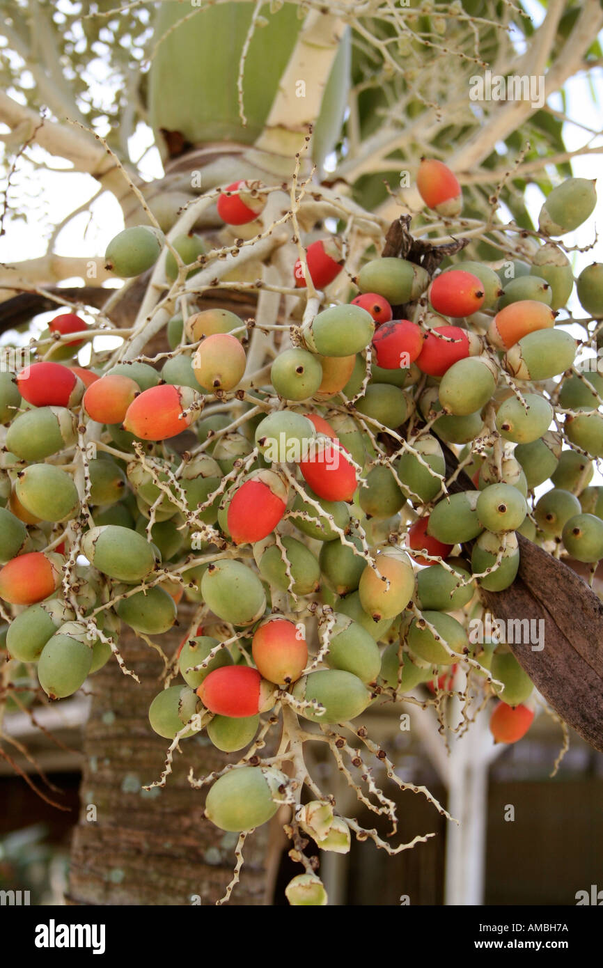 Palm flower fruits Stock Photo