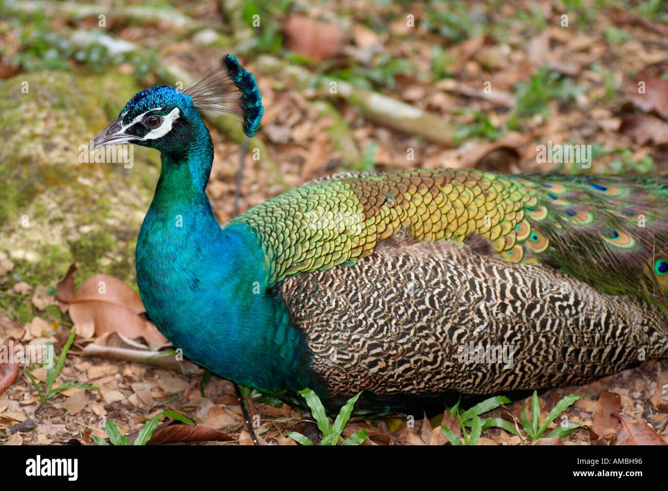 Indian pea fowl peacock male Stock Photo