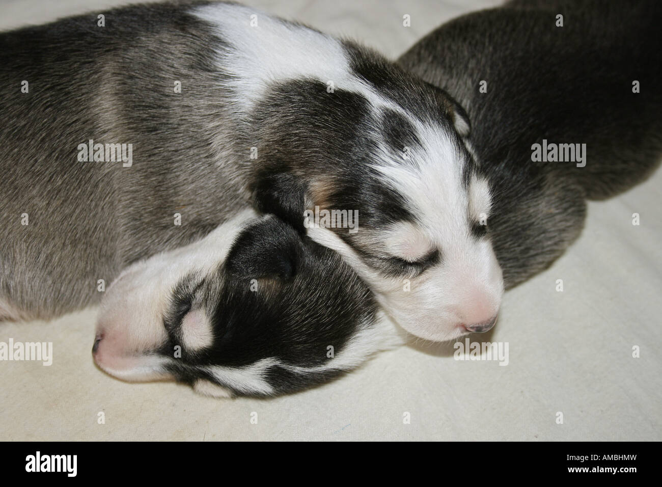 two Chart Polski dog puppies sleeping Stock Photo Alamy
