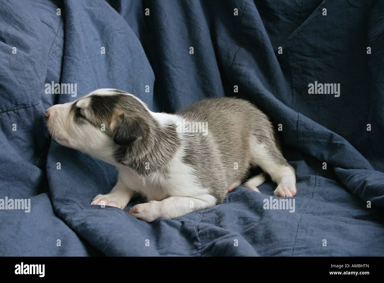 Polish Greyhound, Two puppies sleeping  on a blanket Stock Photo