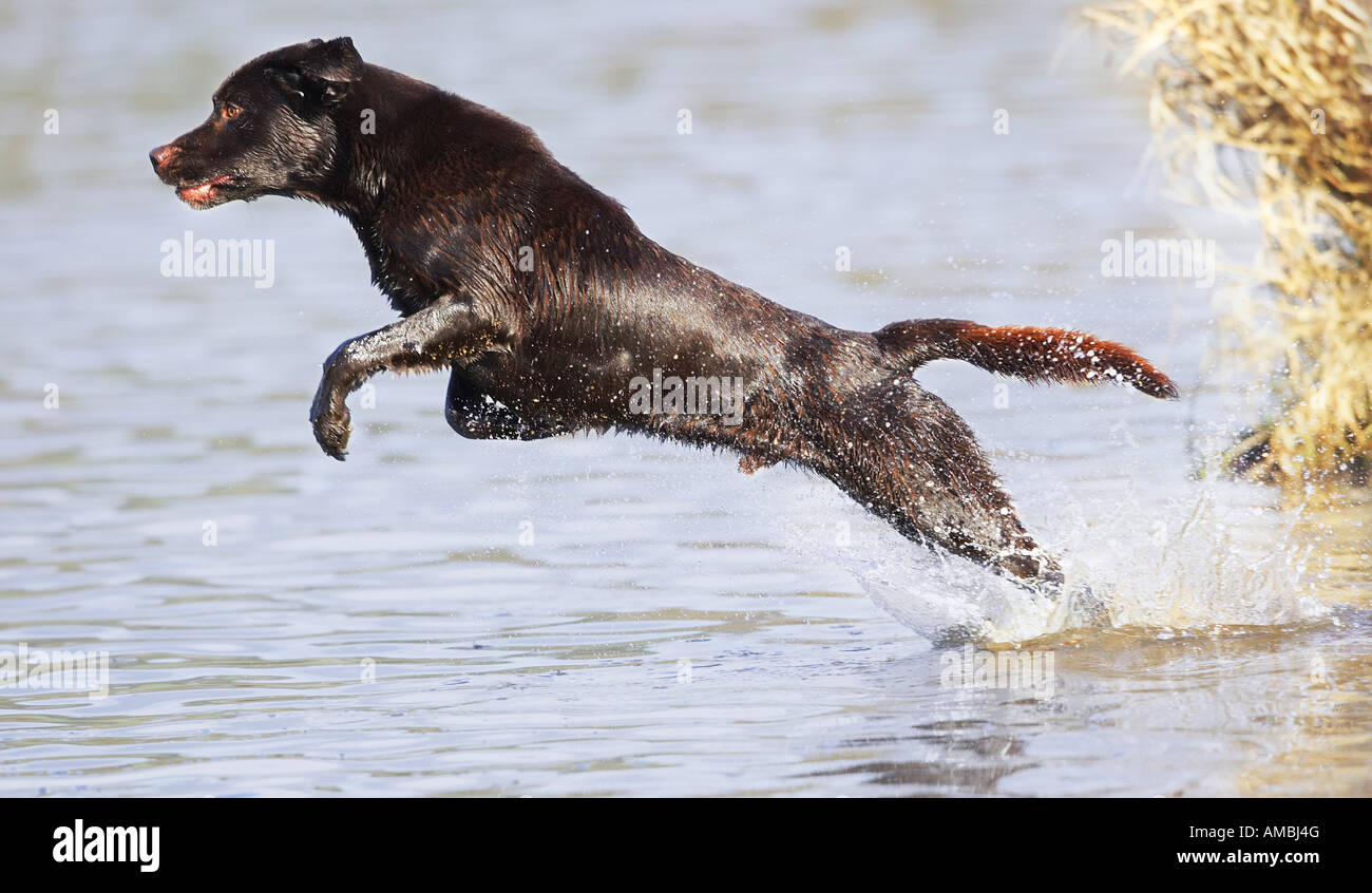 Labrador Retriever dog jumping in water Stock Photo Alamy