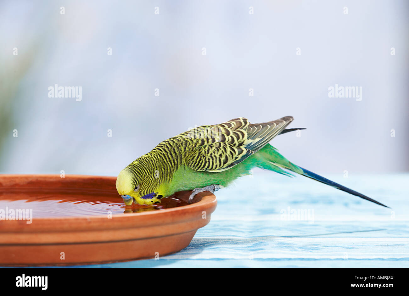 Parakeet water cheap dish