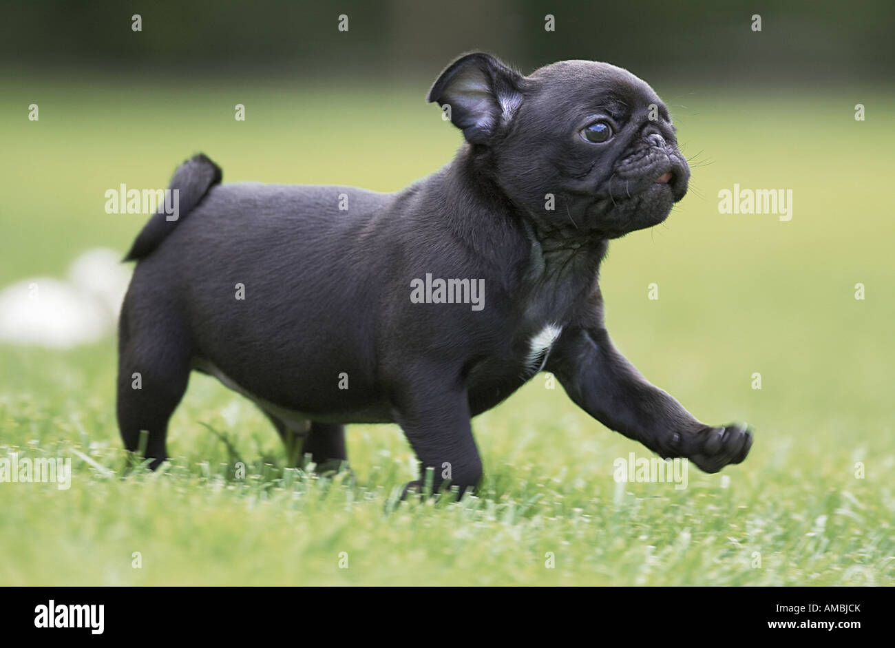 Black pug running hi-res stock photography and images - Alamy
