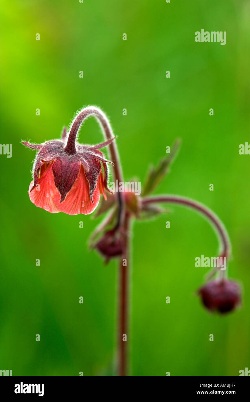 Rivale hi-res stock photography and images - Alamy