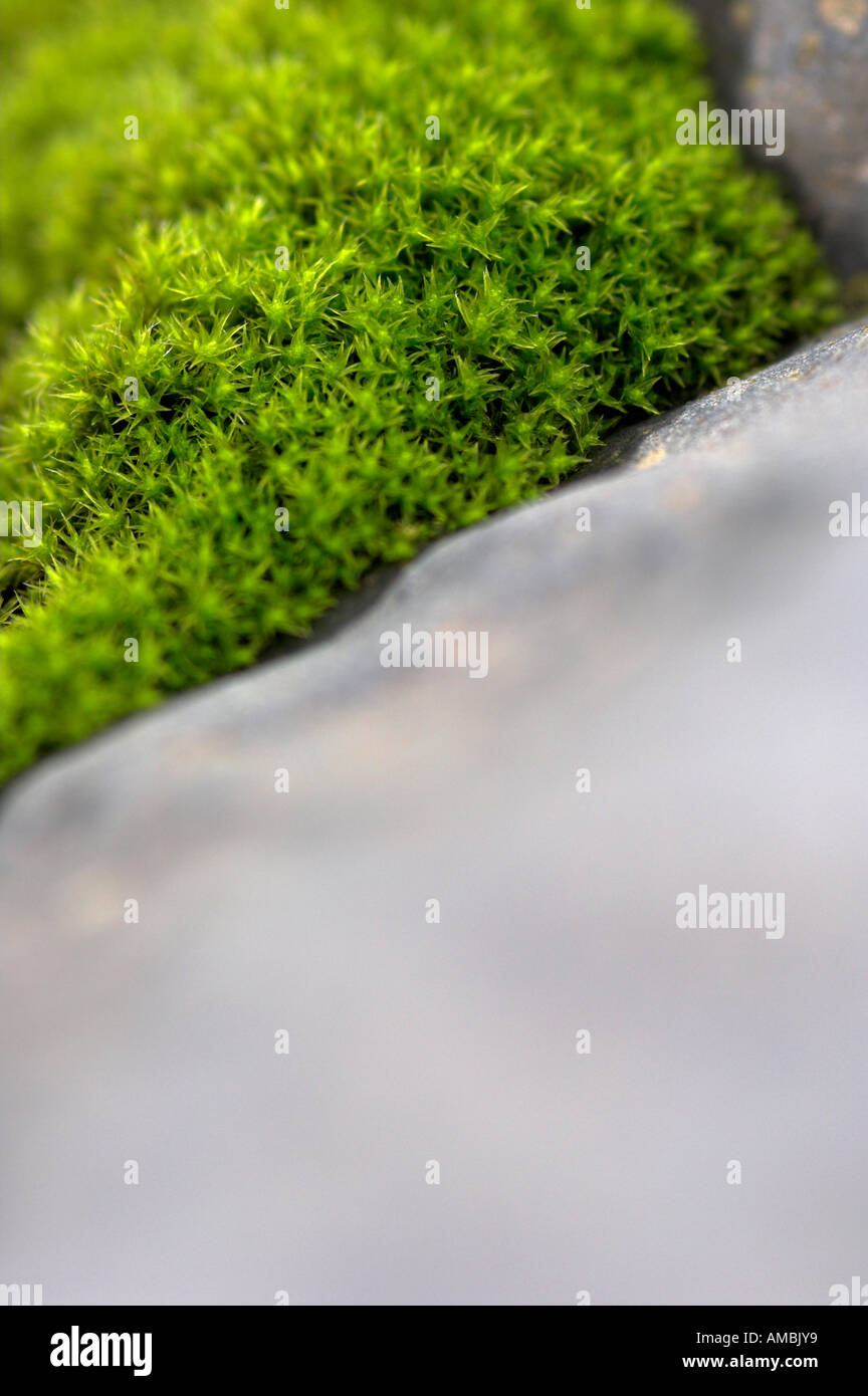 Green moss on a rock hi-res stock photography and images - Alamy