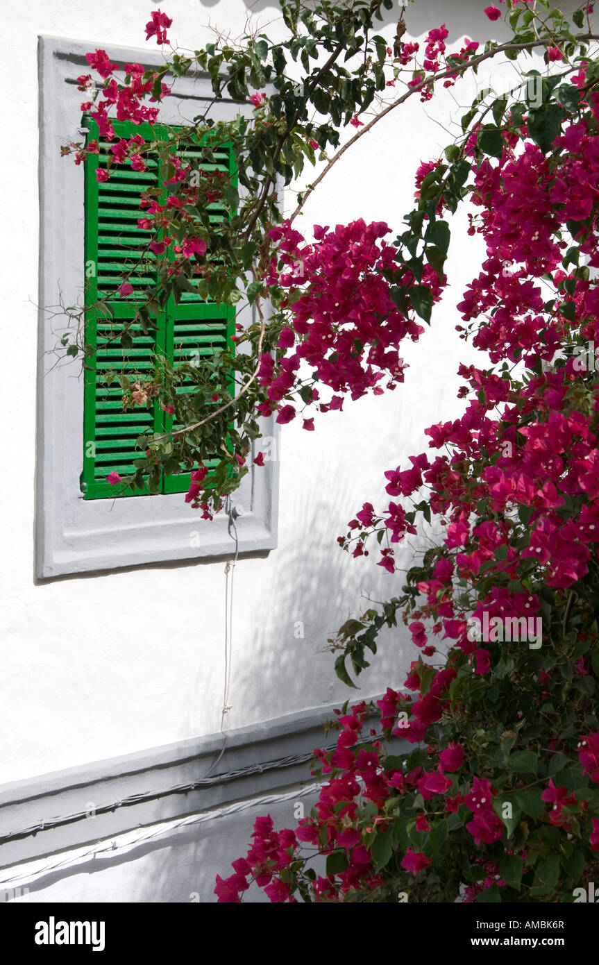 Green window shutters over hanging with pink bougainvillea in Ibiza, Spain Stock Photo