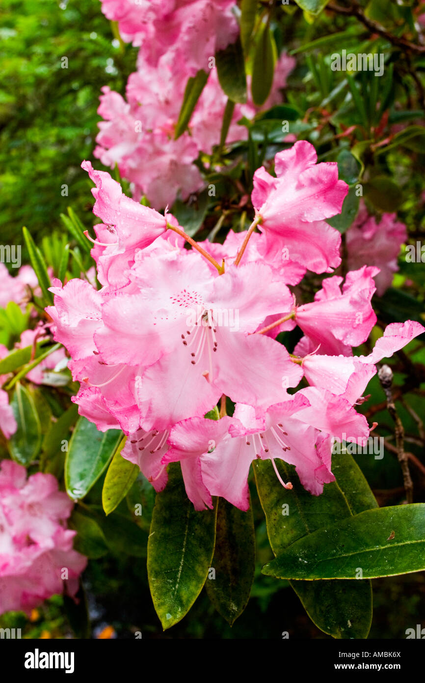 Pink Rhododendron flowers Stock Photo