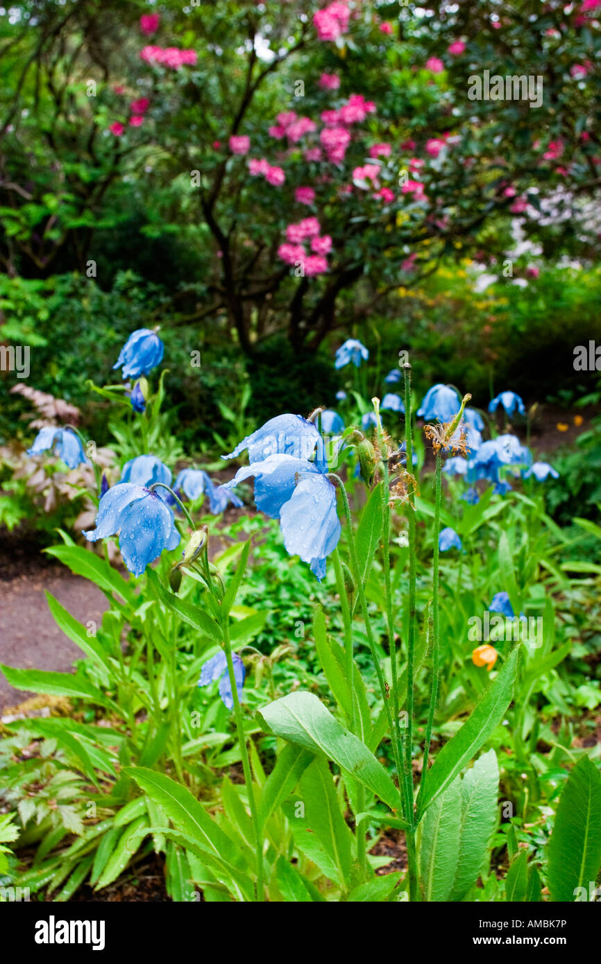 Växer High Resolution Stock Photography and Images - Alamy