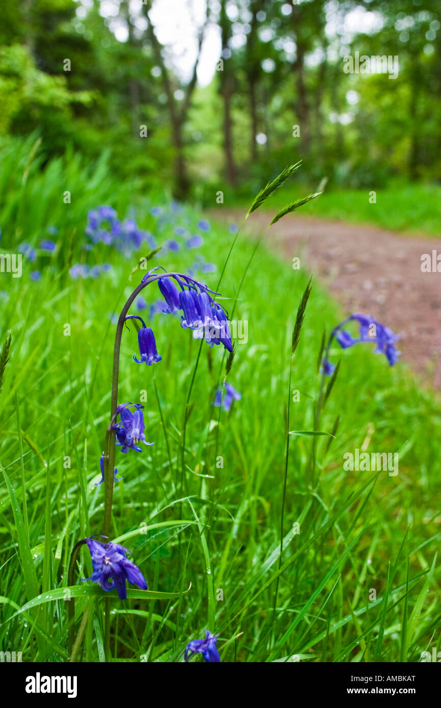 Blue Bell flowers Stock Photo - Alamy