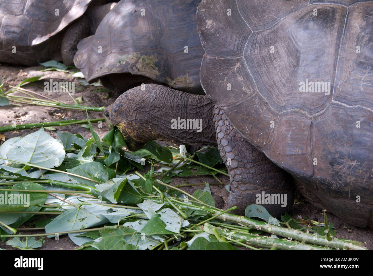 Galapagos Giant Tortoise (Geochelone elephantopus).  A tortoise feeds on some leaves. Galapagos, Ecuador. Stock Photo