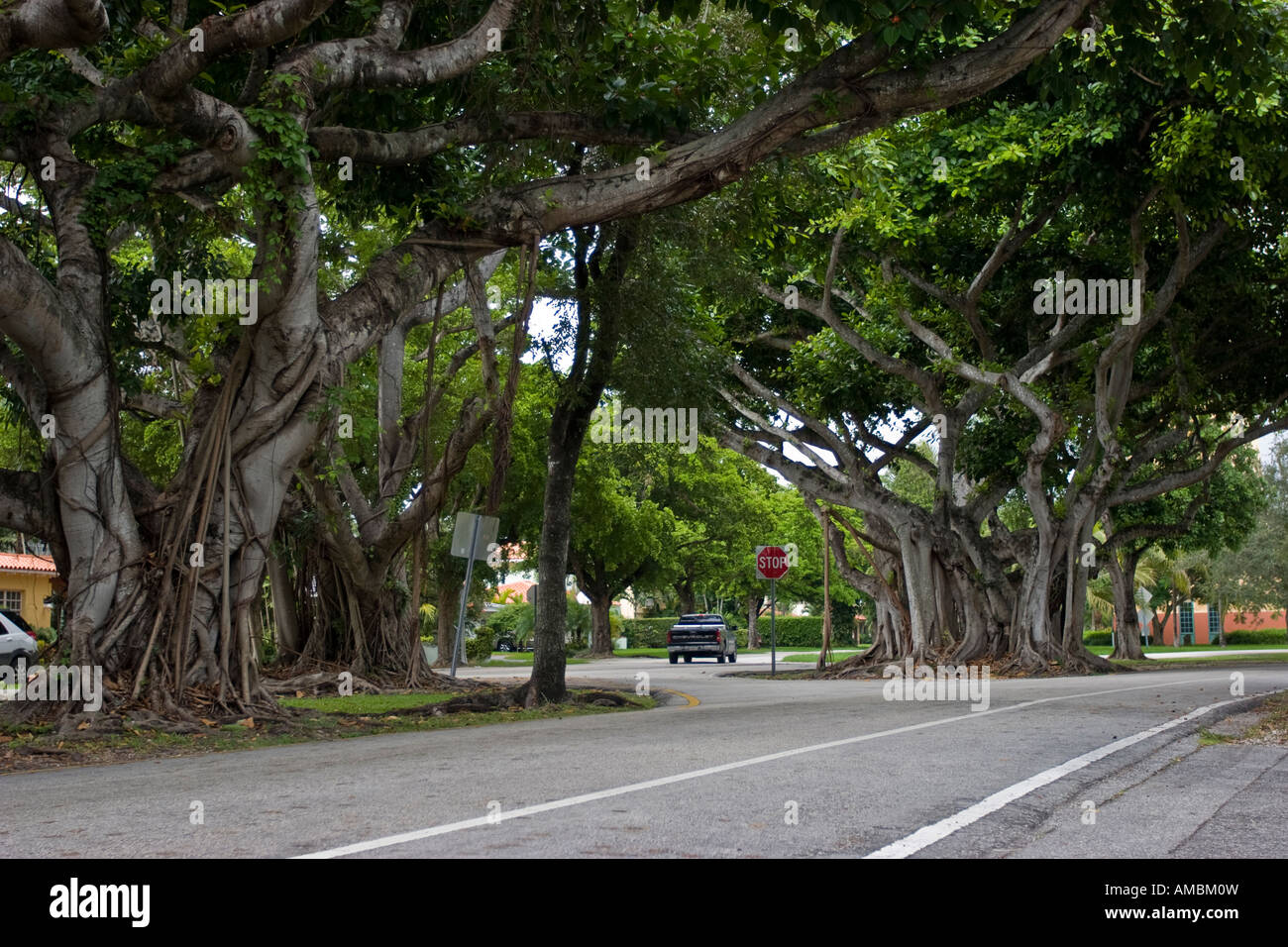 Big banyantrees in Coral Gables Miami Florida Stock Photo Alamy