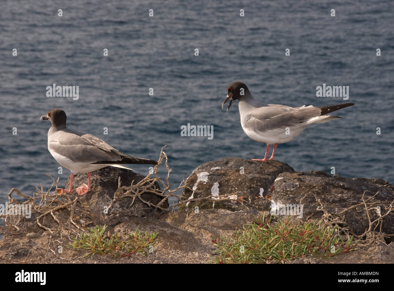 Bird duo hi-res stock photography and images - Page 3 - Alamy, image size:1300x960