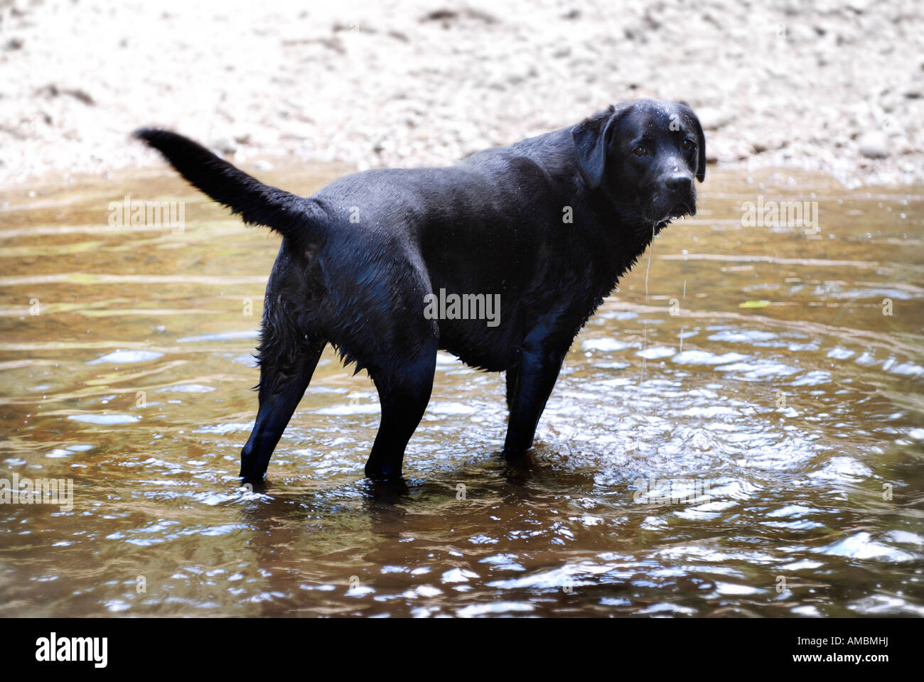black lab walking