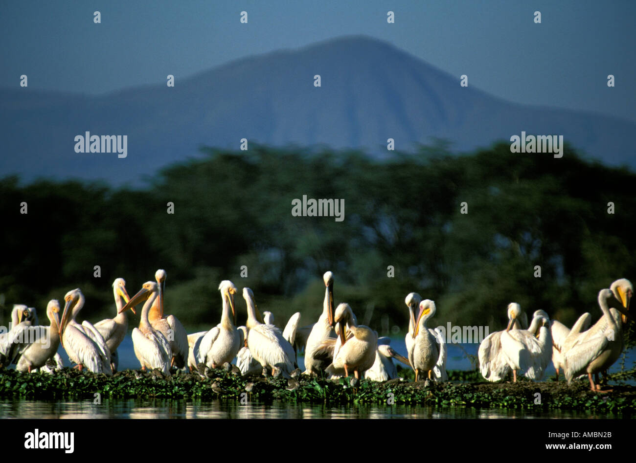 A Flock Of White Pelican Stock Photo - Alamy