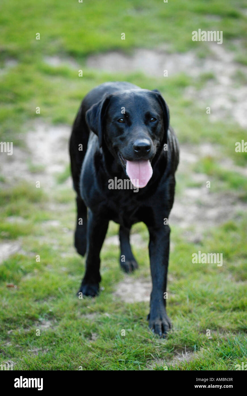 black labrador walking in the new forest Stock Photo - Alamy