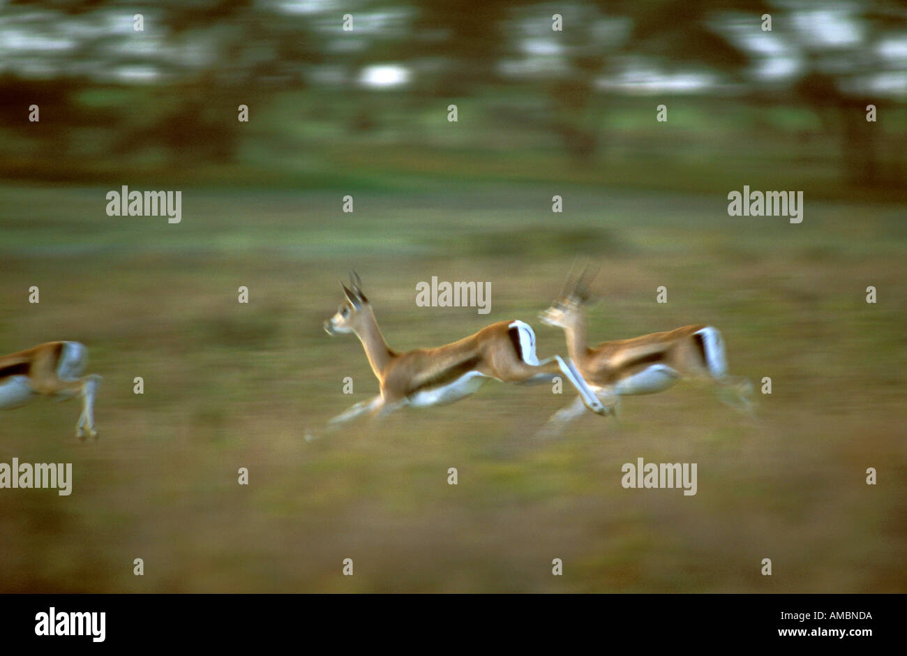 Thomson gazelle running kenya hi-res stock photography and images - Alamy