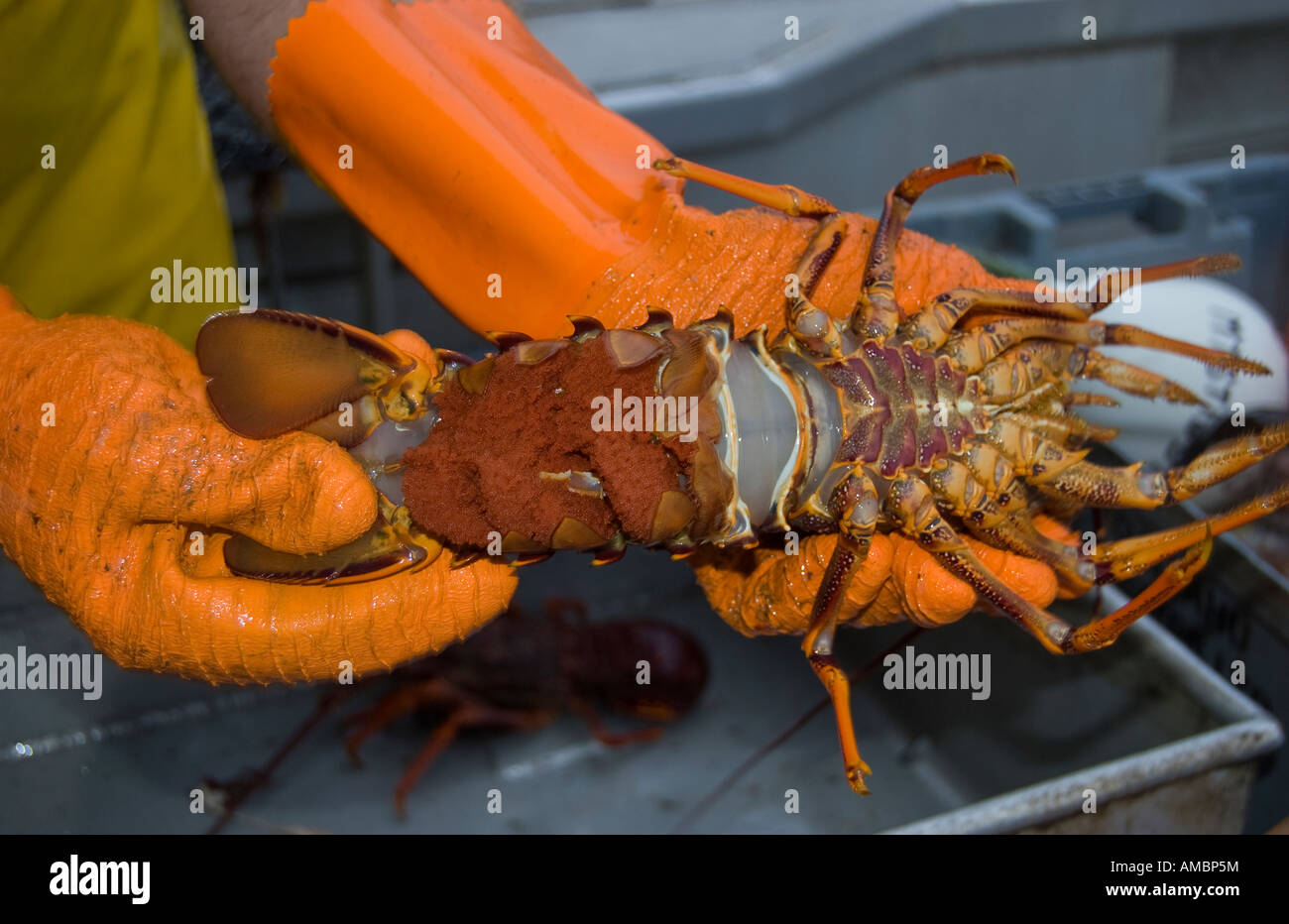 A female Crayfish with roe, Vessel Mystique, Kaikoura, New Zealand