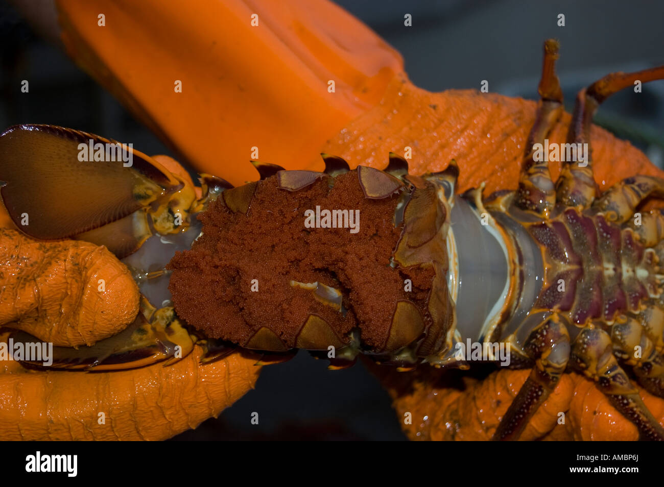 A female Crayfish with roe, Vessel Mystique, Kaikoura, New Zealand