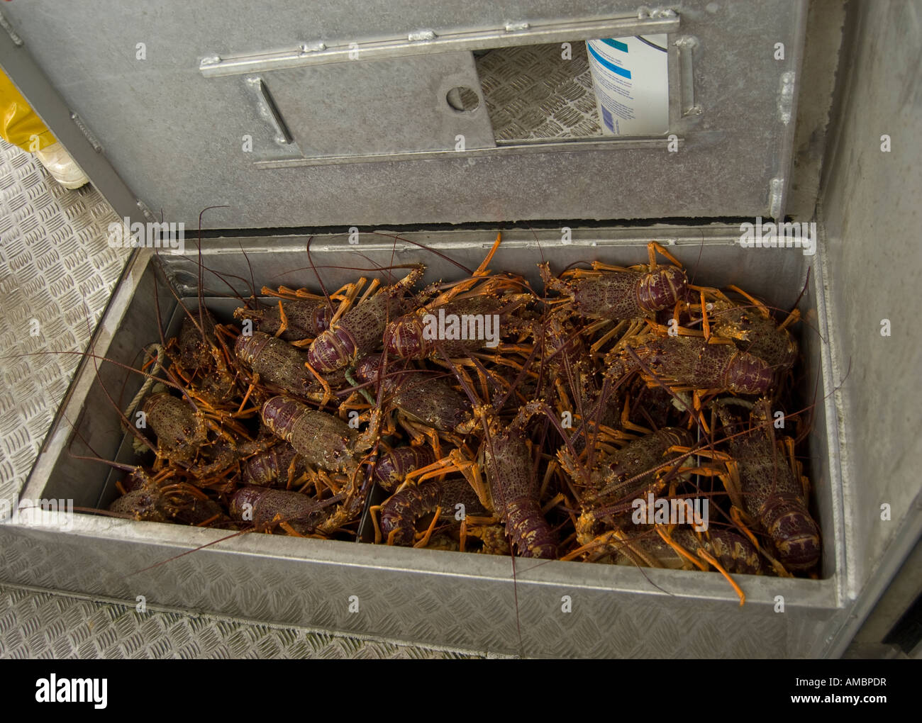 Selected Male Crayfish, Vessel Mystique, Kaikoura New Zealand Stock