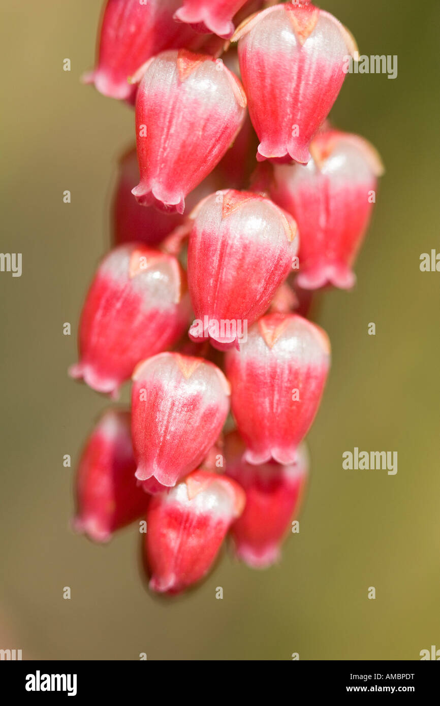 Close up of Pieris Flowers Stock Photo