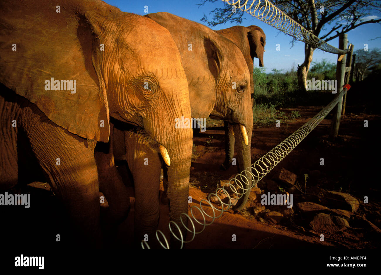 Tsavo in the nursery the elephants teach each other not to touch the wired fence Stock Photo