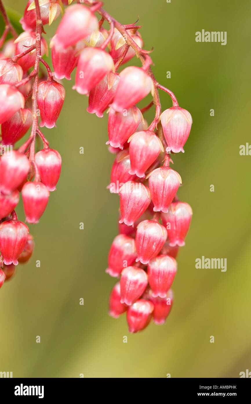 Close up of Pieris Flowers Stock Photo