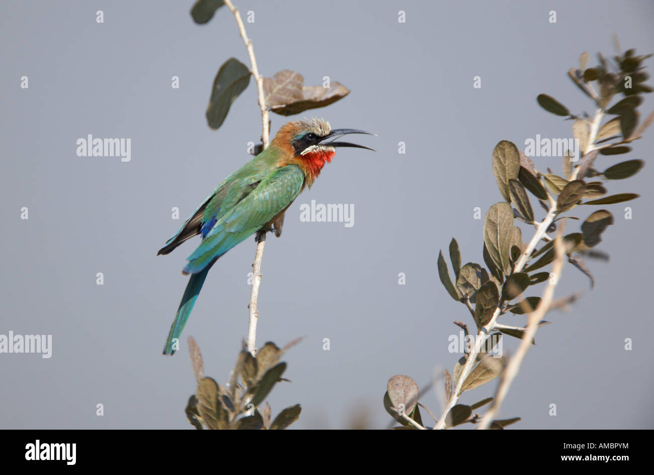 White-Fronted Bee-Eater (Merops bullockoides Stock Photo - Alamy
