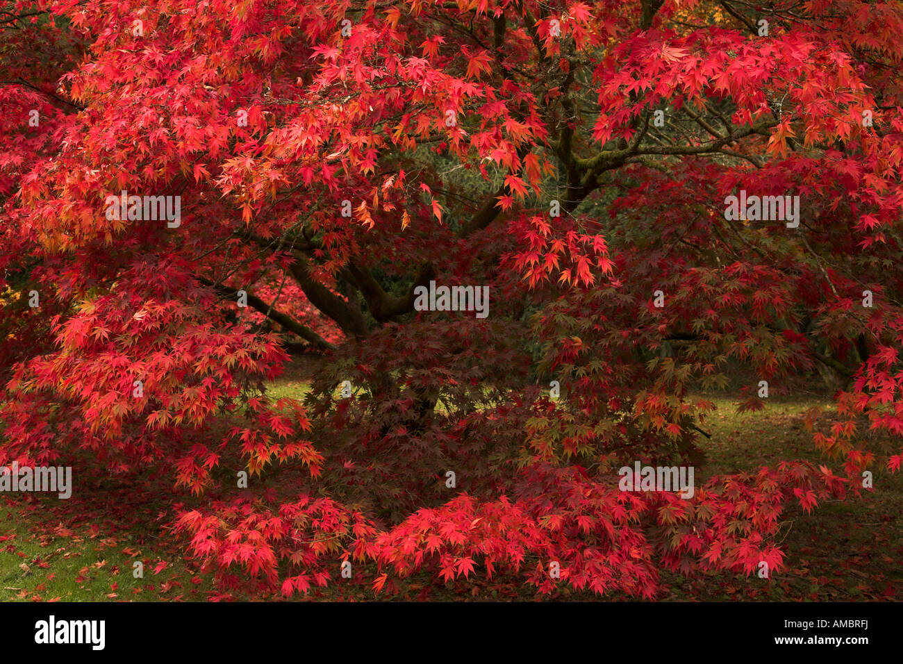 Hybrid red maple hi-res stock photography and images - Alamy