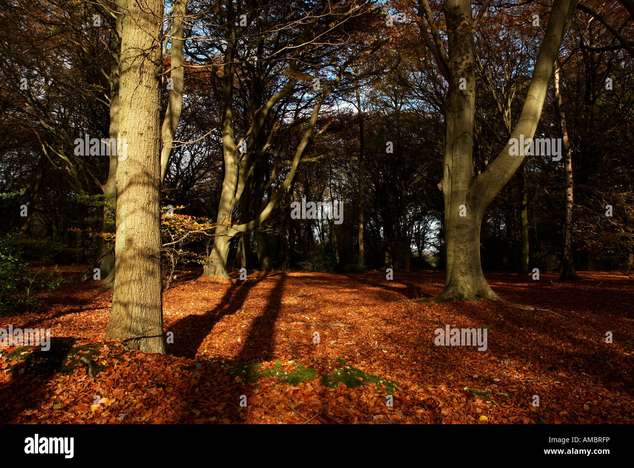 A peaceful scene of a Chiltern wood near Henley with the Autumn colours lit up by low afternoon sun. Stock Photo