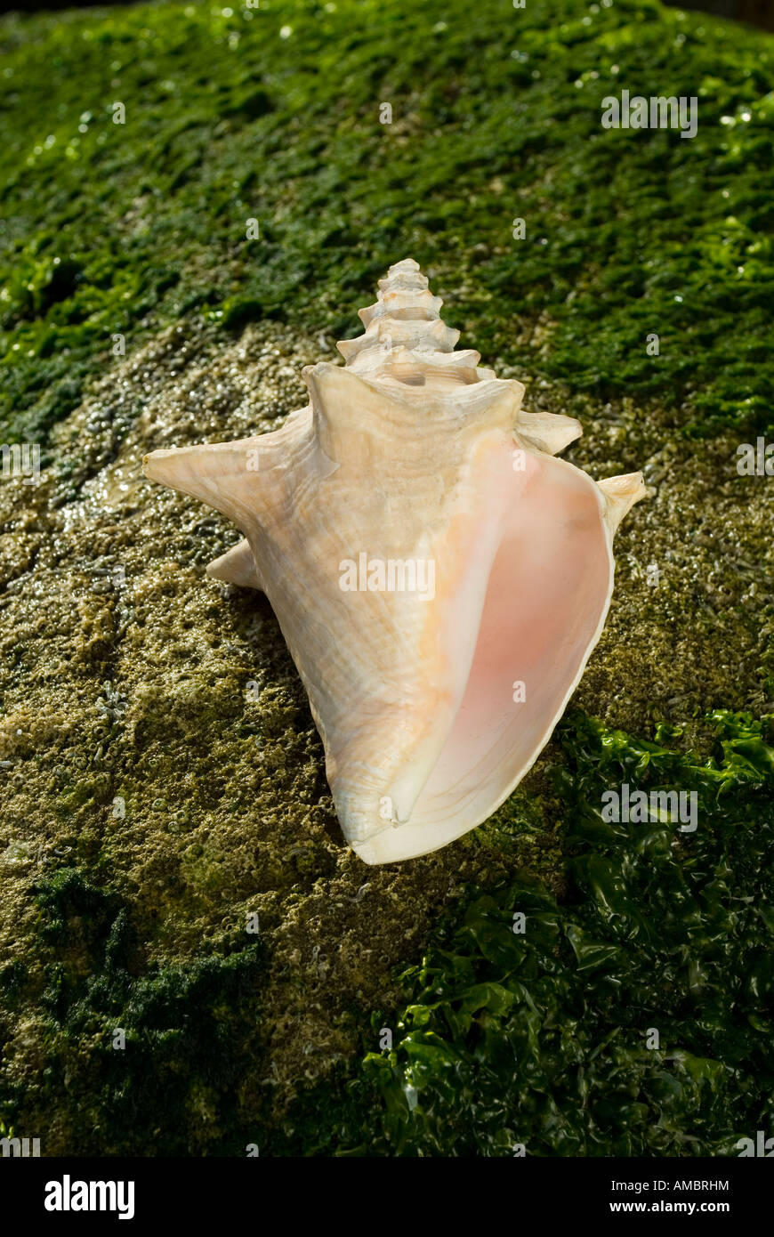 Adult Queen Conch shell Strombus gigas Stock Photo