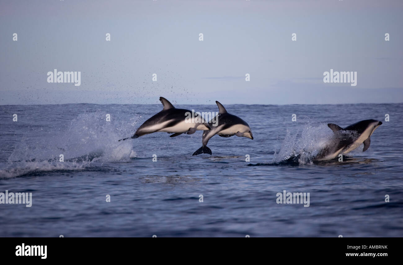 Leaping Dusky Dolphin (Lagenorhynchus obscurus) Kaikoura New Zealand Stock Photo