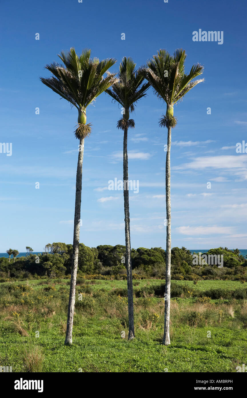 Tree nikau palm native hires stock photography and images Alamy