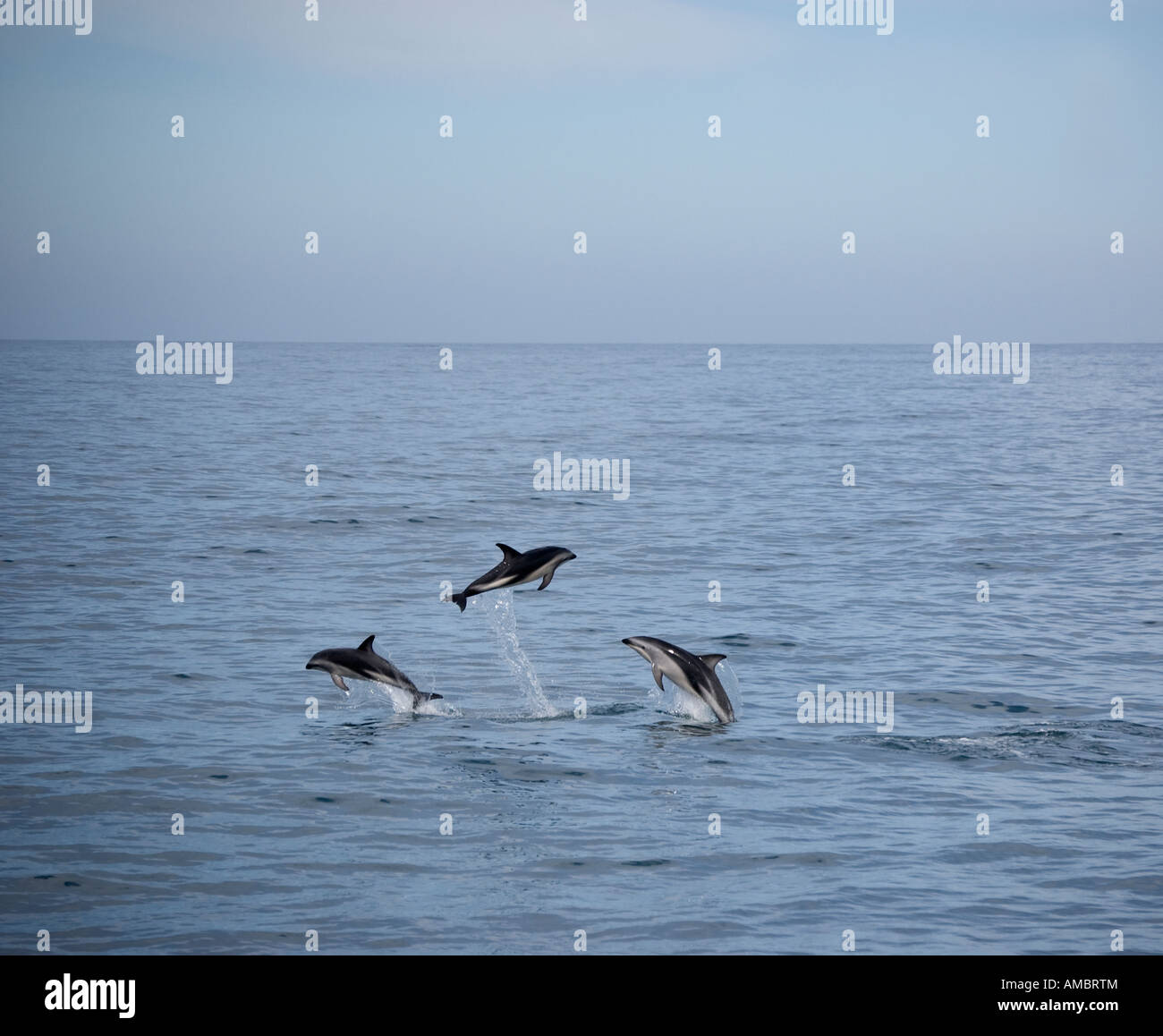 Leaping Dusky Dolphin (Lagenorhynchus obscurus) Kaikoura New Zealand Stock Photo