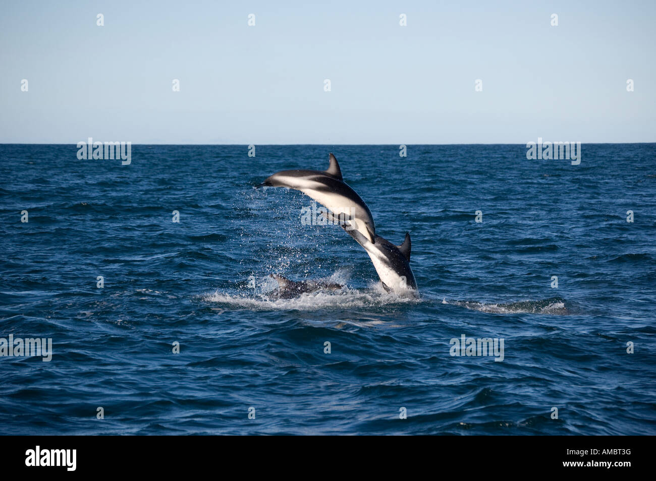 Leaping Dusky Dolphin (Lagenorhynchus obscurus) Kaikoura New Zealand Stock Photo