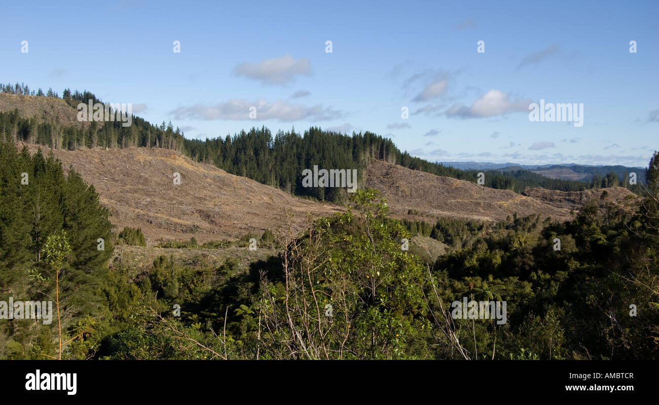 Deforestation Ohakune New Zealand Stock Photo