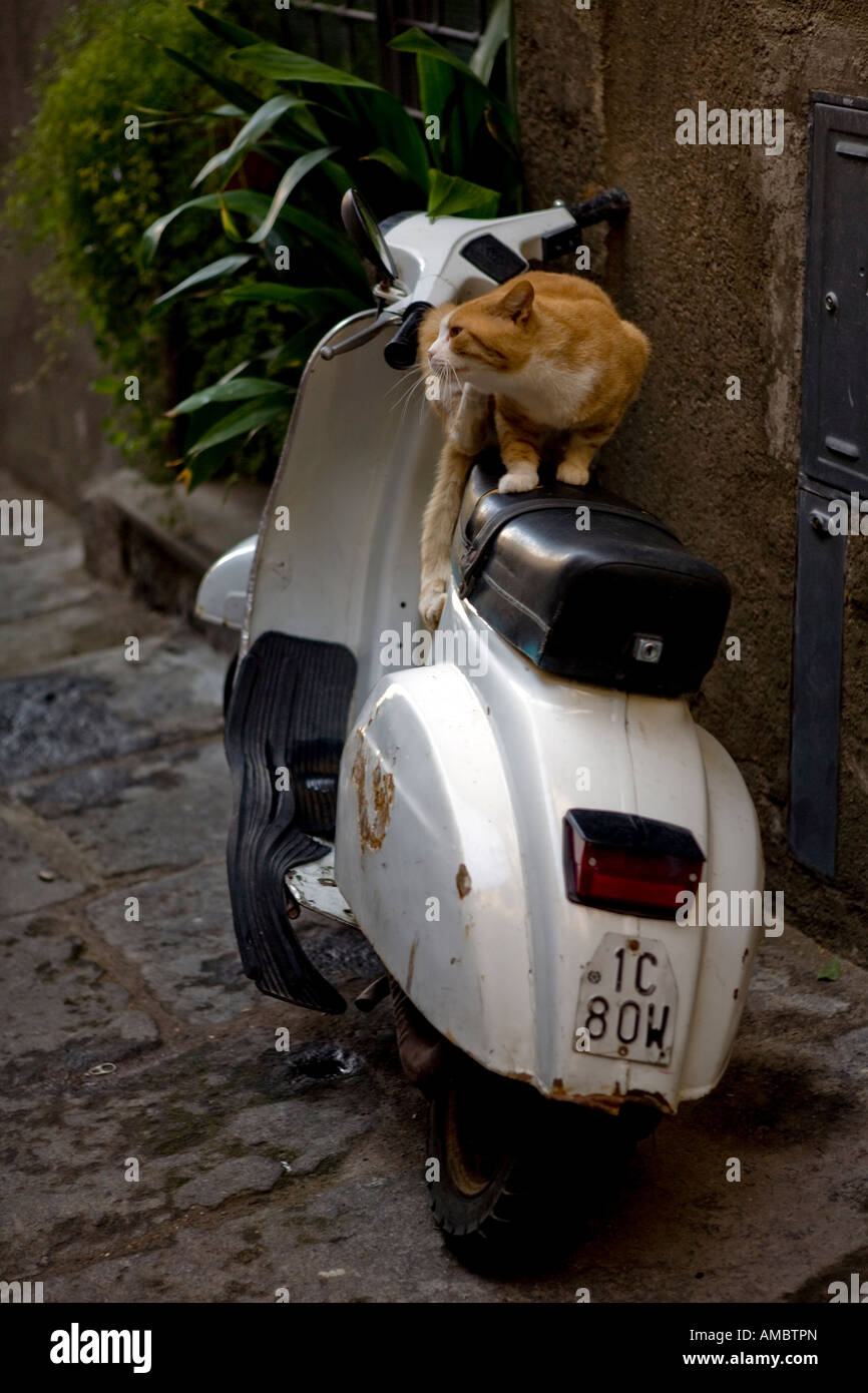 Vespa and cat Stock Photo Alamy