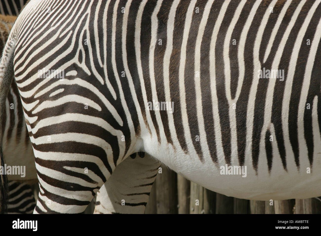 Zebra wildlife art hi-res stock photography and images - Alamy