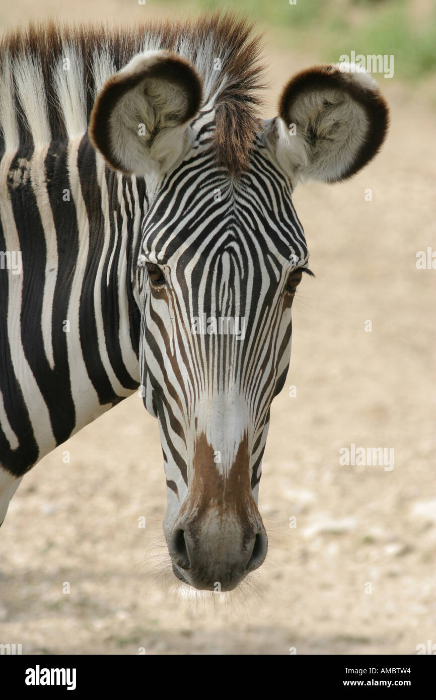Zebra art hi-res stock photography and images - Alamy