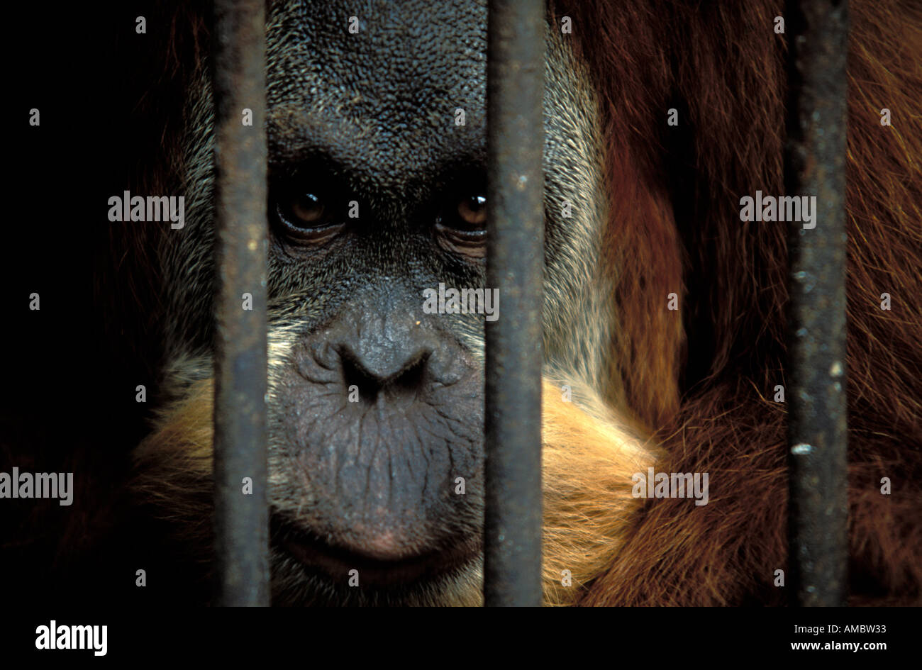 Male Bars High Resolution Stock Photography and Images - Alamy