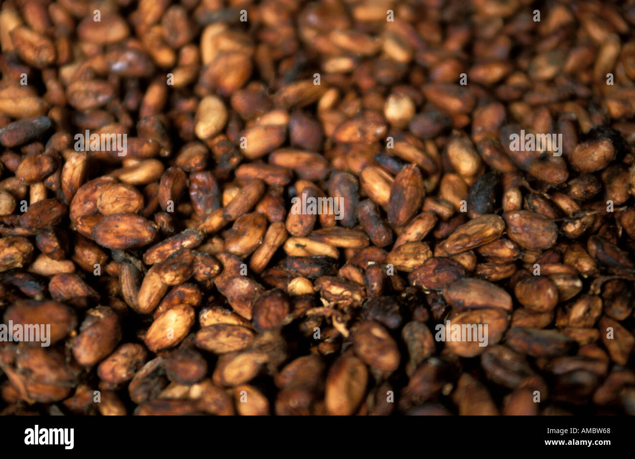 Cacao beans Stock Photo