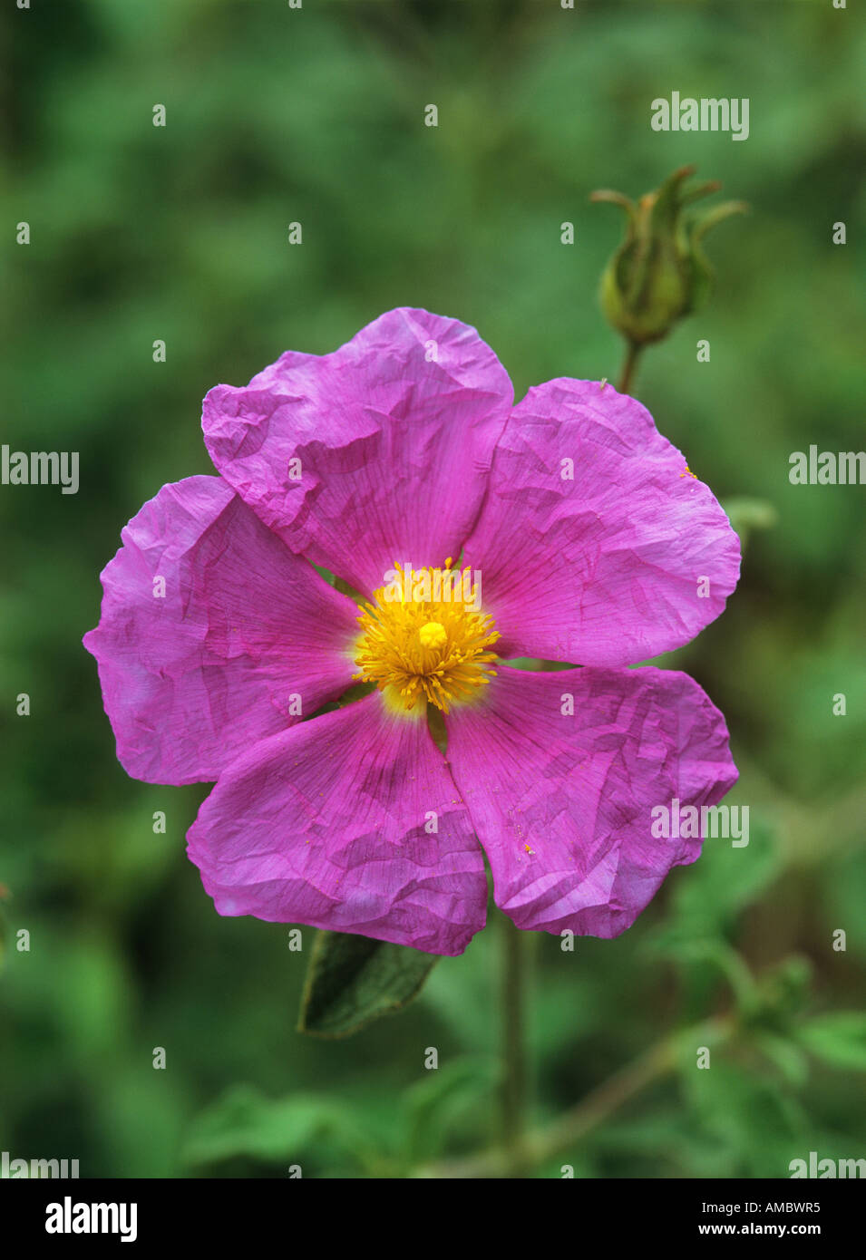 Pink Rockrose / Cistus incanus Stock Photo - Alamy