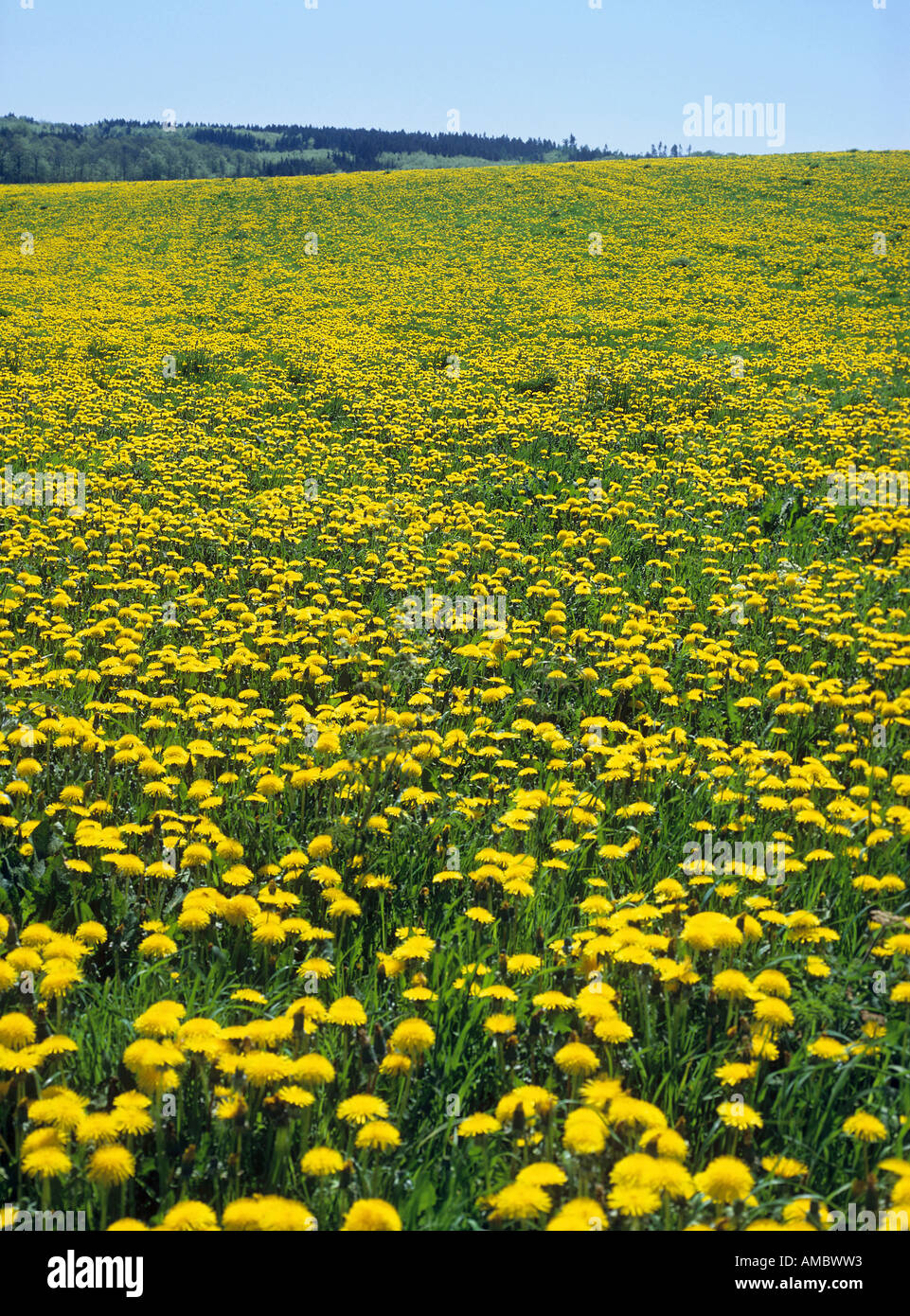 meadow in spring Stock Photo