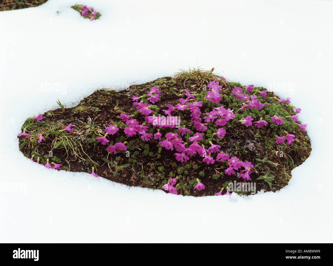 Cushion Primerose in snow / Primula minima Stock Photo