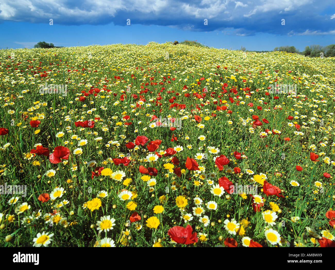 meadow with different flowers Stock Photo - Alamy