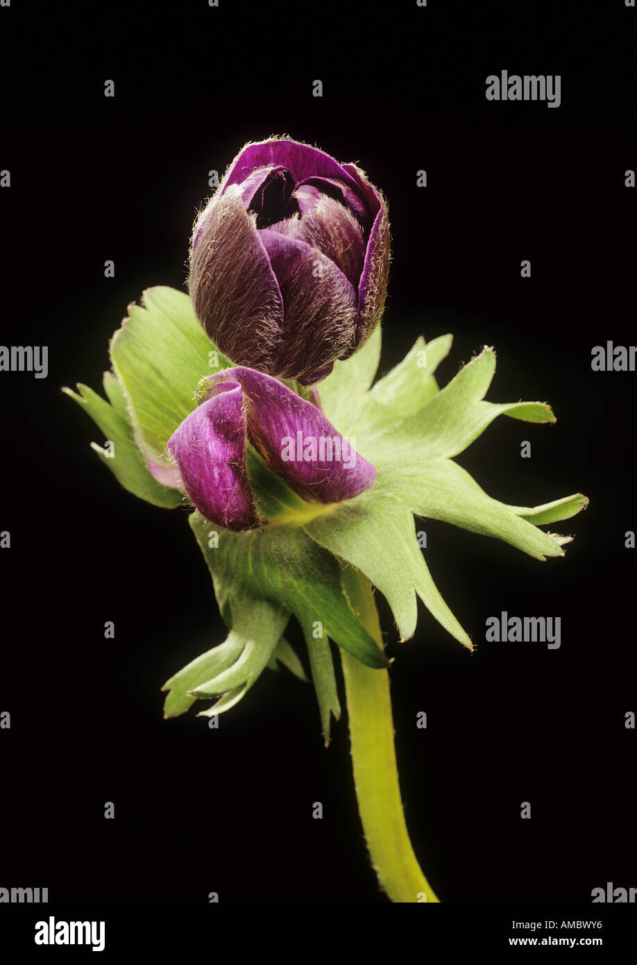 Anemone / anemone Stock Photo