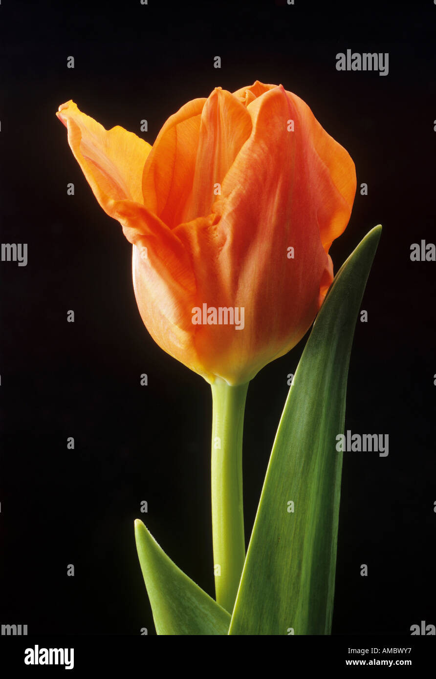 Tulip tulips tulipa liliaceae hi-res stock photography and images - Alamy