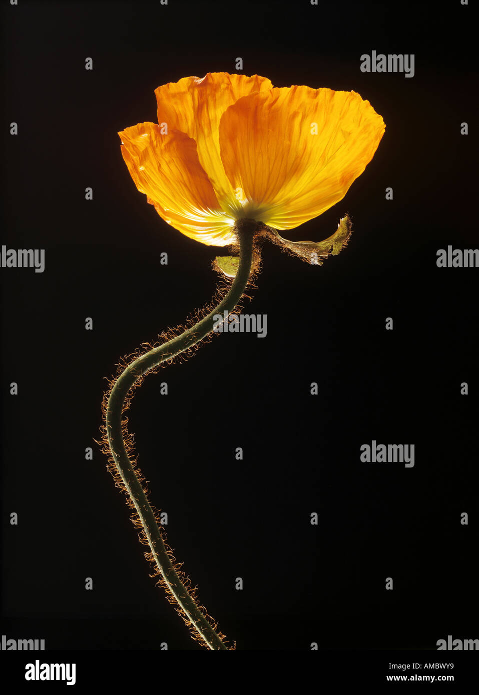 poppy - blossom Stock Photo