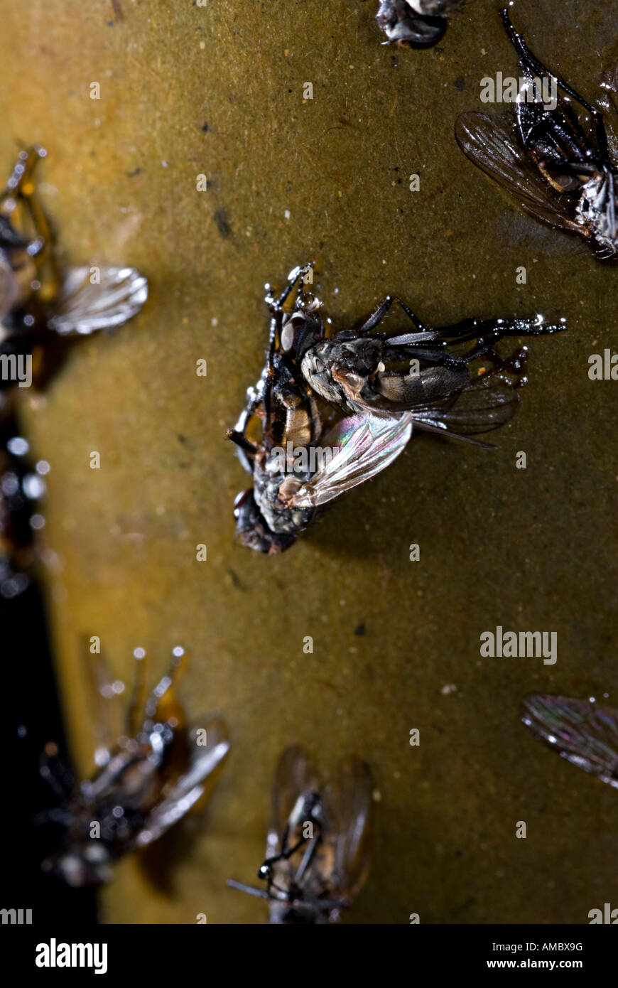 a fly trap used to capture flies they hang down and the flies are